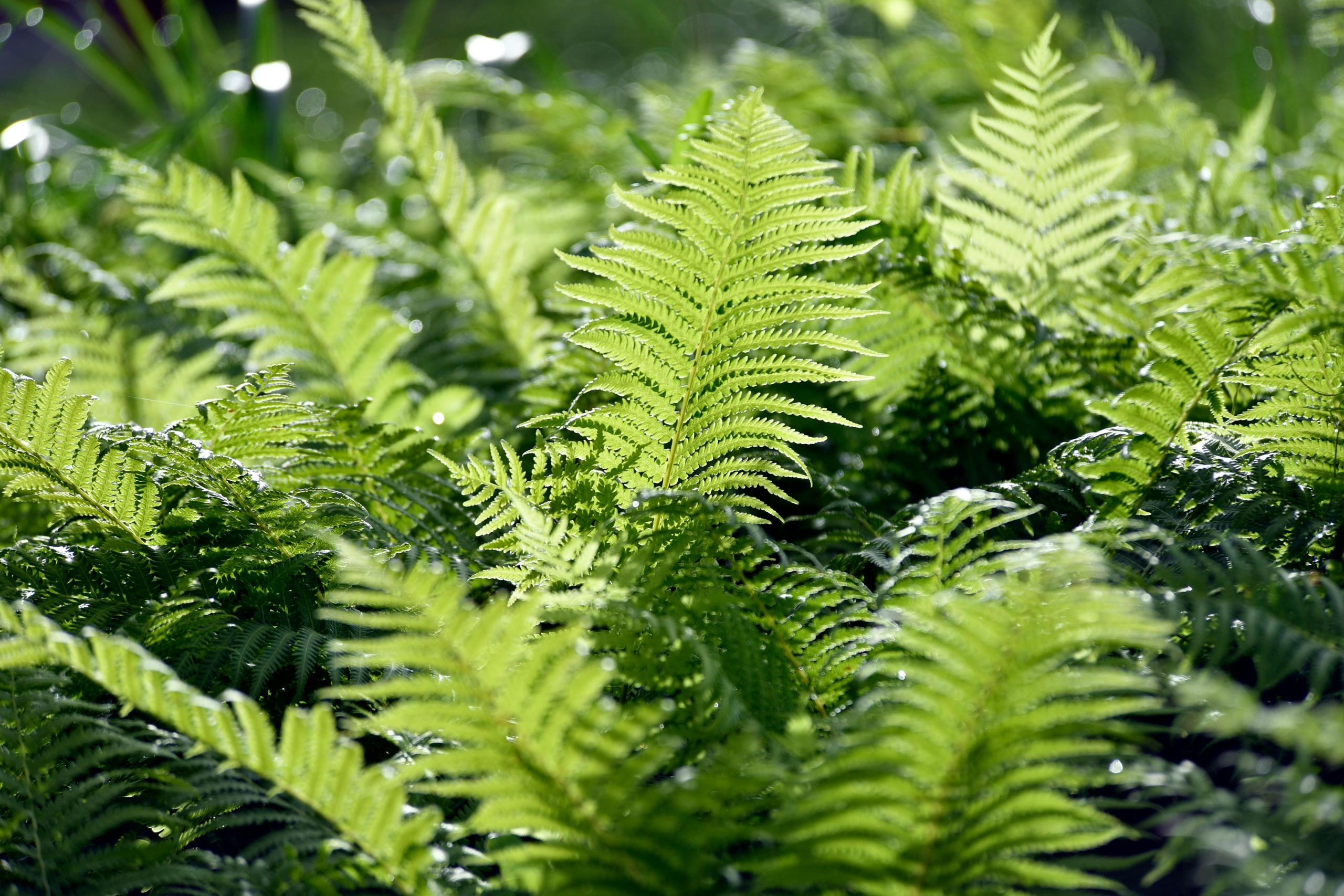 Environmental reports and habitat mitigation planning for shoreline permitting projects in Washington State